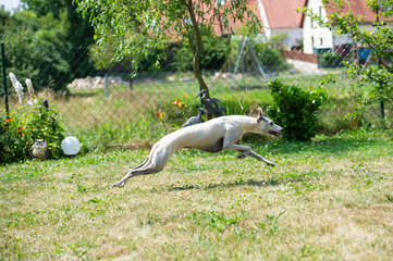 Whippet rennt durch den Garten