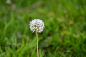 dandelion in the grass