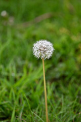 dandelion on green grass