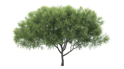 A clear background showcases a full view of a green tree in a transparent PNG image.