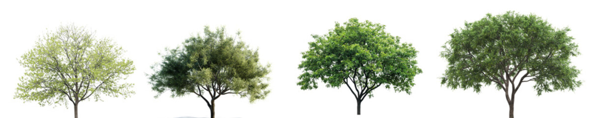 Fototapeta premium A Set of Collection Green tree full view with PNG transparent background