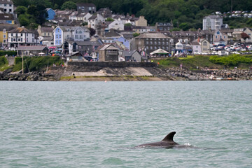 Bottlenose dolphin with a Welsh town behind it. 