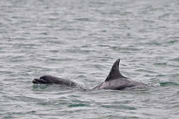 Naklejka premium Bottlenose dolphins surfacing in the Atlantic ocean 