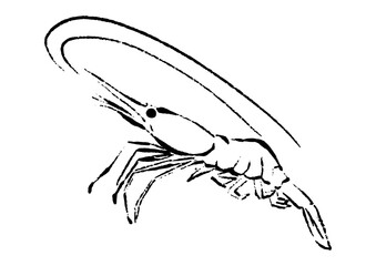 甘エビの線画イラスト（ホッコクアカエビ）