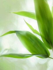 Fototapeta premium 2 pieces of bamboo leaves, macro, super clear, real 