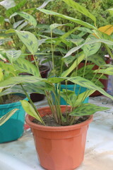 Calathea Leopardina plant on nursery for sell