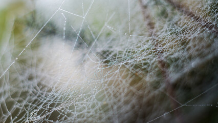 Macro de gouttelettes de rosée, sur une toile d'araignée