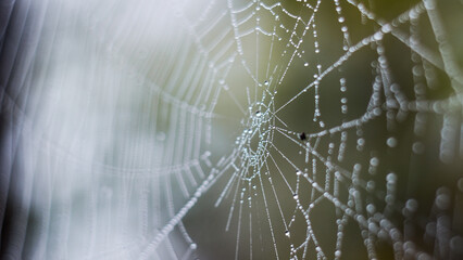 Macro de gouttelettes de rosée, sur une toile d'araignée