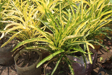 Eleanor Roosevelt Croton plant on nursery © CMYK MAKER