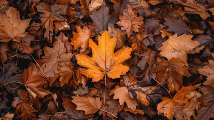 A photograph of a dry leaf during the fall season