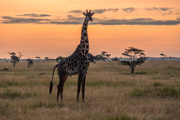 Tanzania - Lake Manyara National Park - Masai giraffe (Giraffa tippelskirchi)