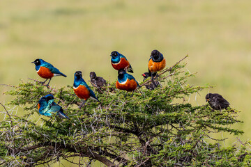 Tanzania - Serengeti National Park - superb starling (Lamprotornis superbus)