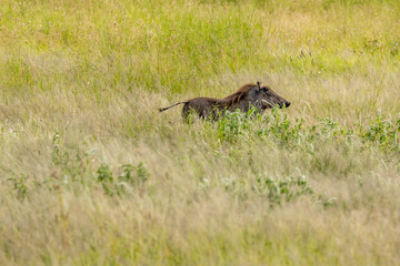 Tanzania - Serengeti National Park - common warthog (Phacochoerus africanus)