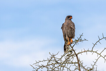 Tanzania - Serengeti National Park - dark chanting goshawk (Melierax metabates)