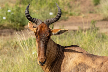Tanzania - Serengeti National Park - Coke's hartebeest (Alcelaphus buselaphus cokii) 