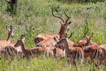Tanzania - Tarangire National Park - impala herd (Aepyceros melampus)