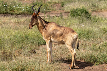 Tanzania - Serengeti National Park - Coke's hartebeest (Alcelaphus buselaphus cokii) 