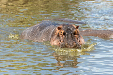 Tanzania - Serengeti National Park - Hippopotamus (Hippopotamus amphibius)