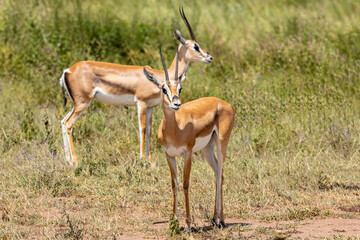 Fototapeta premium Tanzania - Serengeti National Park - Grant's gazelle (Nanger granti)