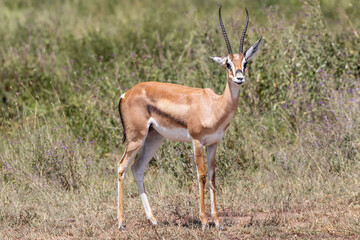 Tanzania - Serengeti National Park - Grant's gazelle (Nanger granti)