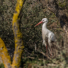 Jeune cigogne en plein vent aux Saintes-Maries-de-la-Mer, Bouches-du-Rhône, France