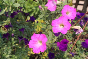 Petunia axillaris flower plant on pot