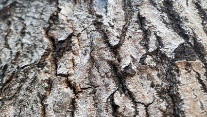 Closeup view surface texture of tree stem