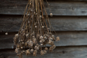 Naklejka premium dried thistles in country house