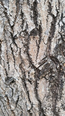 Fototapeta premium Closeup view surface texture of tree stem