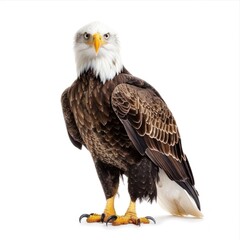 Obraz premium Eagle isolated on white background 
