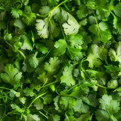 Coriander leaves texture background, cilantro leaf pattern, chinese parsley greens banner, spices, seasonings