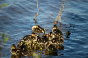 Ducklings in the lake water