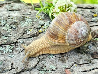 snail on a leaf