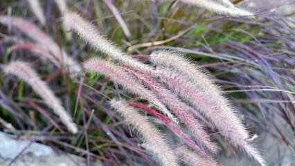 Some wispy weeds, Pennisetum Setaceum Rubrum, or Purple Fountain Grass blow in the wind with a soft blur