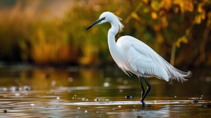Naklejka premium Egret 