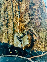 Close-up photos of rubber trees in Kerala, prepared for harvest during the monsoon. The images show...