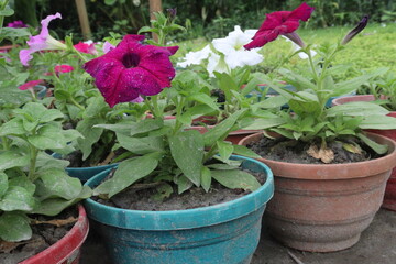 Petunia axillaris flower plant on pot