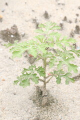 Solanum sisymbriifolium plant on jungle