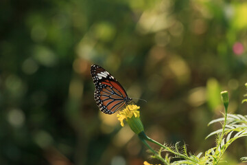 Butterfly on yellow flower  marigold with the nature background