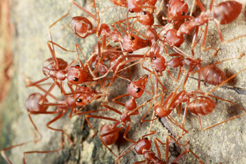 Red ant and teamwork walk on a tree