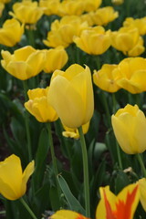 Fototapeta premium A vibrant tulip field displays blooming brightness in a spring symphony