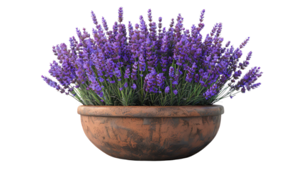 A terracotta pot filled with lush, purple lavender flowers.  The pot is rustic and the flowers are in full bloom.
