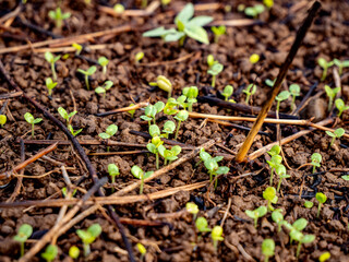 Seeding after raining green garden