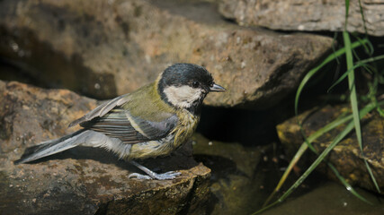 a great tit bathes in a small pond