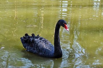 Beautiful swans in the pond of Kharkov park.