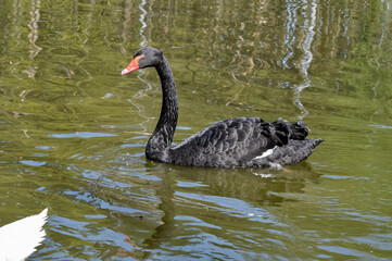 Obraz premium Beautiful swans in the pond of Kharkov park.