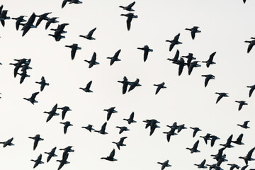 Bernache cravant,.Branta bernicla, Brant Goose, marais; region Pays de Loire; marais Breton; 85, Vendée, Loire Atlantique, France