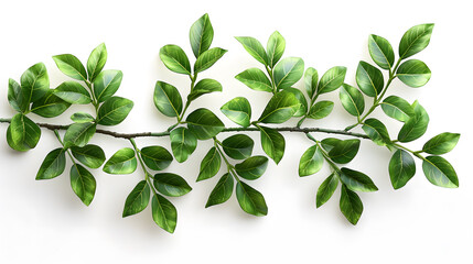 Fresh Green Boxwood Branch isolated on White Background