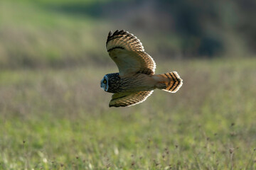 Fototapeta premium Hibou des marais, Hibou brachyote, Asio flammeus, Short eared Owl, region Pays de Loire; marais Breton; 85, Vendée, Loire Atlantique, France