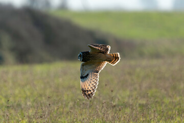Hibou des marais, Hibou brachyote, Asio flammeus, Short eared Owl, region Pays de Loire; marais Breton; 85, Vendée, Loire Atlantique, France